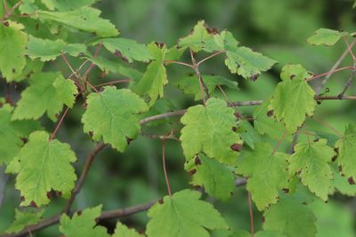 Acer barbinerve, photographed by Nina Filippova