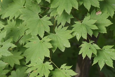Acer pseudosieboldianum, photographed by Nina Filippova