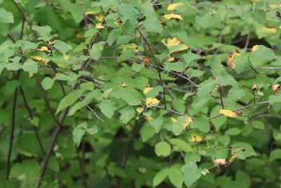 Spiraea chamaedryfolia, photographed by Nina Filippova