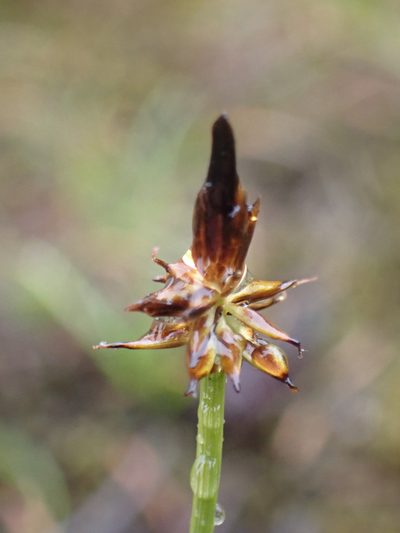 Carex nigricans, photographed by Randal