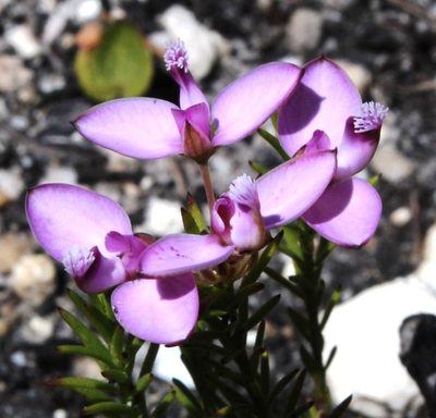 Polygala umbellata, photographed by Tony Rebelo