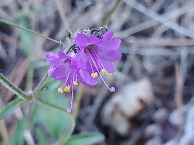 Mirabilis oxybaphoides, photographed by Craig Martin