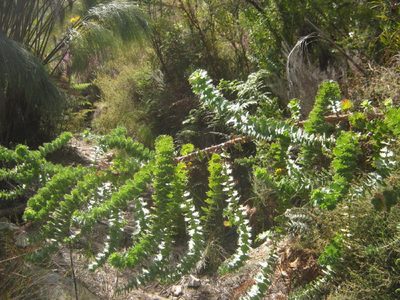 Cliffortia reniformis, photographed by Di Turner