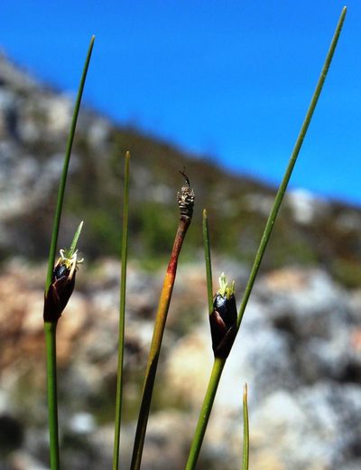 Ficinia levynsiae, photographed by Tony Rebelo
