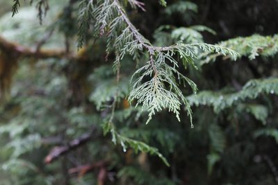 Callitropsis nootkatensis, photographed by Bruce Slater