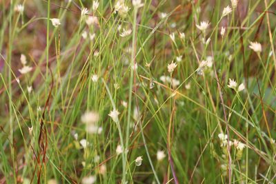 Rhynchospora alba, photographed by Bruce Slater