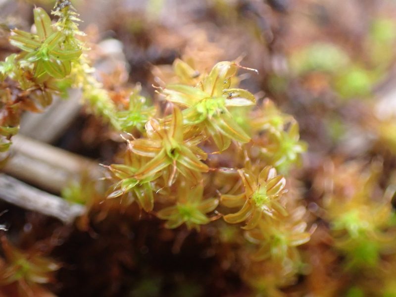 Syntrichia norvegica, photographed by Randal