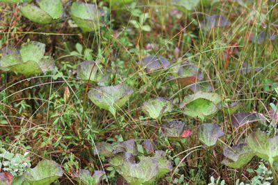 Nephrophyllidium crista-galli, photographed by Bruce Slater