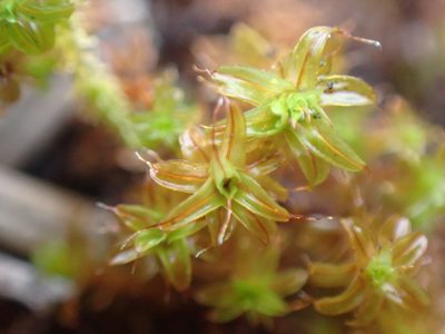 Syntrichia norvegica, photographed by Randal