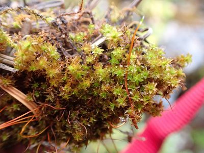 Syntrichia norvegica, photographed by Randal