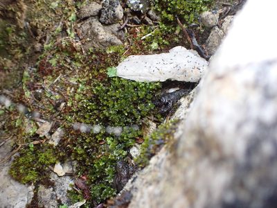 Mnium blyttii, photographed by Randal