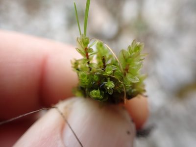 Mnium blyttii, photographed by Randal