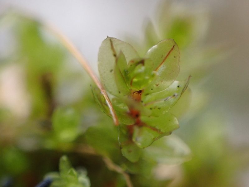 Mnium blyttii, photographed by Randal