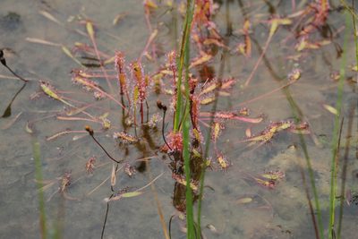 Drosera anglica, photographed by Bruce Slater