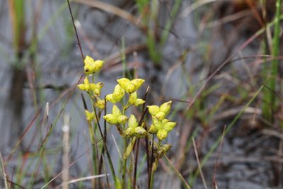 Scheuchzeria palustris, photographed by Bruce Slater