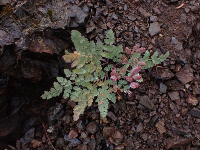 Lomatium martindalei, photographed by Randal