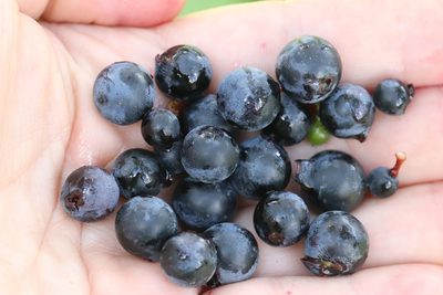 Vitis amurensis, photographed by Nina Filippova