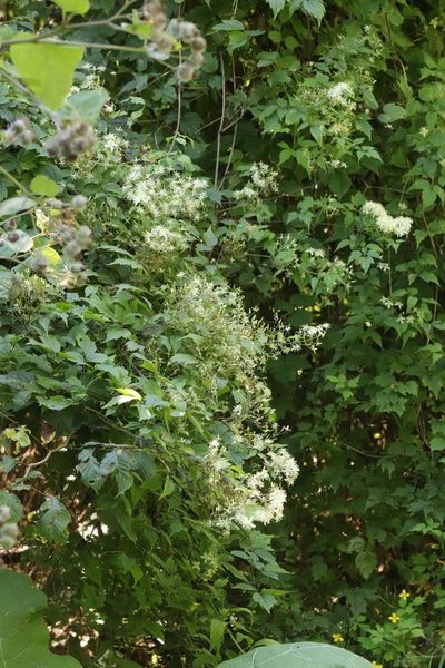 Clematis brevicaudata, photographed by Nina Filippova