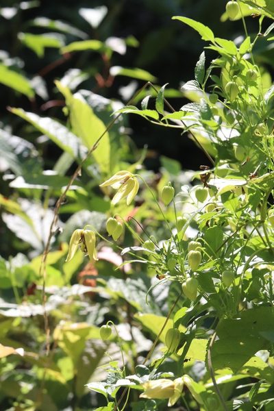 Clematis serratifolia, photographed by Nina Filippova