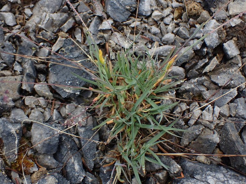 Poa alpina, photographed by Randal