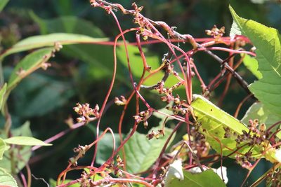 Cuscuta japonica, photographed by Nina Filippova