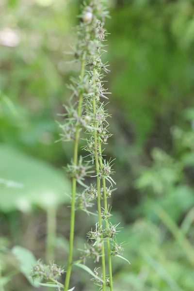 Asyneuma japonicum, photographed by Nina Filippova