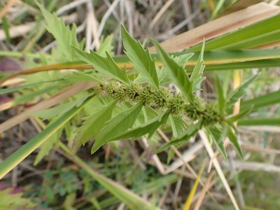 Lycopus uniflorus, photographed by Mary Krieger
