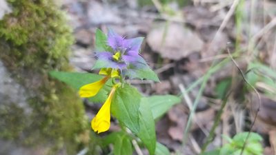 Melampyrum nemorosum, photographed by snaily_naily