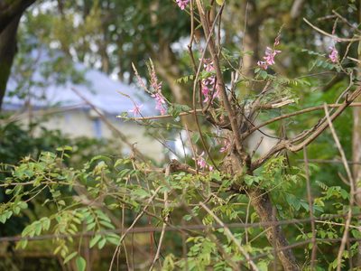 Indigofera cassioides, photographed by Dinesh Valke