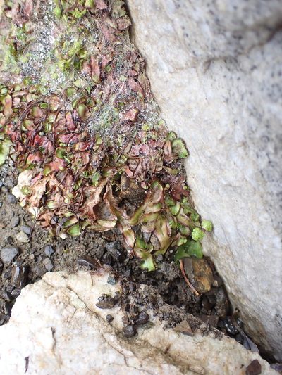 Asterella lindenbergiana, photographed by Randal