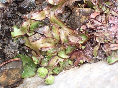 Asterella lindenbergiana, photographed by Randal
