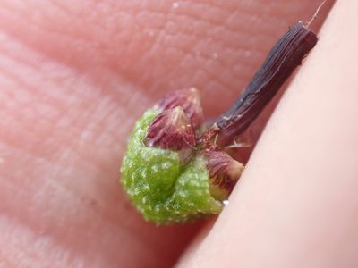 Asterella lindenbergiana, photographed by Randal