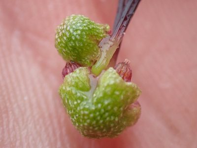Asterella lindenbergiana, photographed by Randal