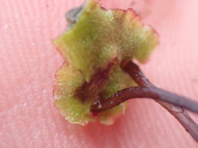 Asterella lindenbergiana, photographed by Randal
