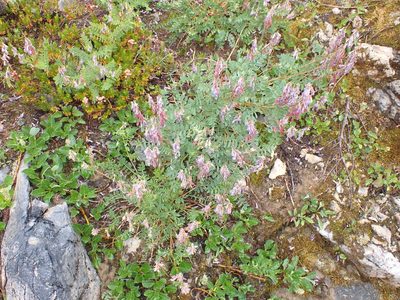 Hedysarum occidentale, photographed by Randal