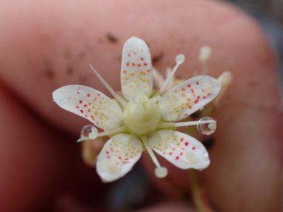 Saxifraga bronchialis, photographed by Randal