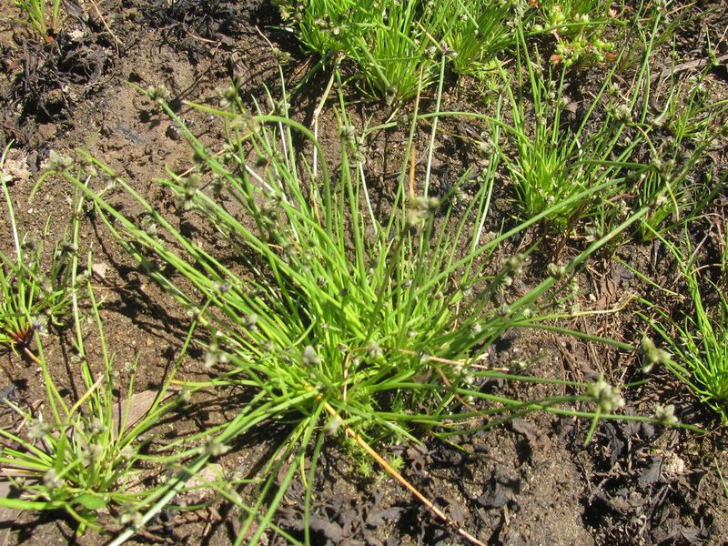 Isolepis sororia, photographed by douglaseustonbrown