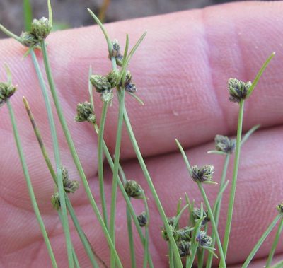 Isolepis sororia, photographed by douglaseustonbrown