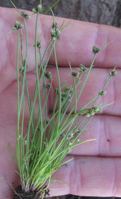 Isolepis sororia, photographed by douglaseustonbrown