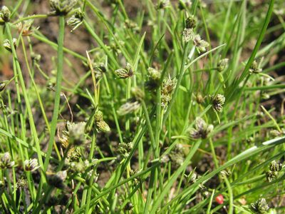 Isolepis sororia, photographed by douglaseustonbrown