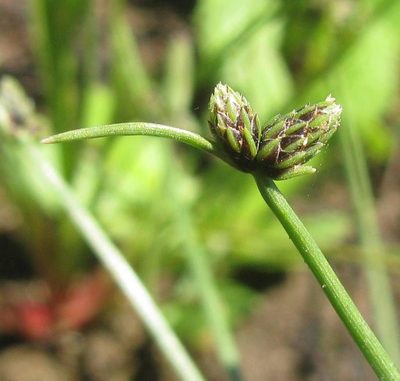 Isolepis sororia, photographed by douglaseustonbrown