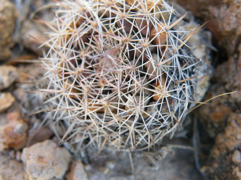 Mammillaria wagneriana, photographed by amantedarmanin