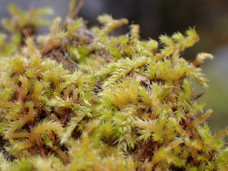 Lescuraea radicosa, photographed by Randal