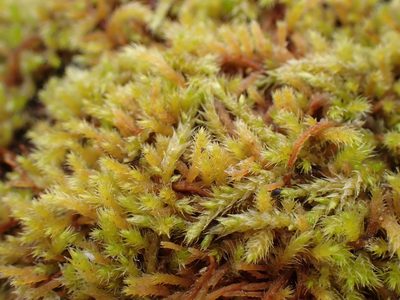 Lescuraea radicosa, photographed by Randal