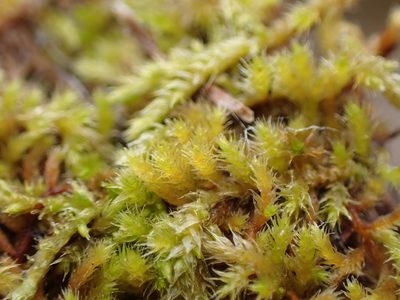 Lescuraea radicosa, photographed by Randal