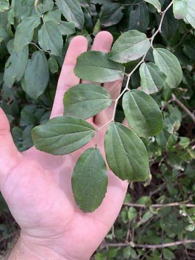 Celtis spinosa, photographed by Leonel Roget