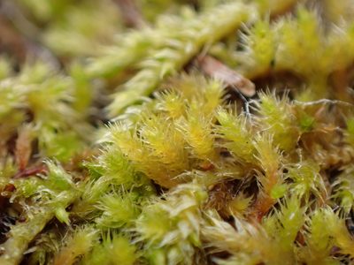 Lescuraea radicosa, photographed by Randal