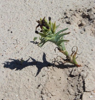 Ferraria foliosa, photographed by Tony Rebelo