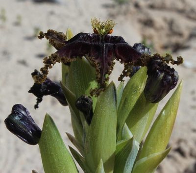 Ferraria foliosa, photographed by Tony Rebelo