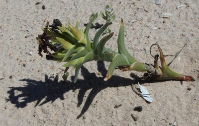 Ferraria foliosa, photographed by Tony Rebelo